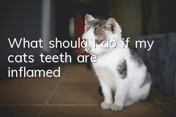 What should I do if my cat’s teeth are inflamed?
