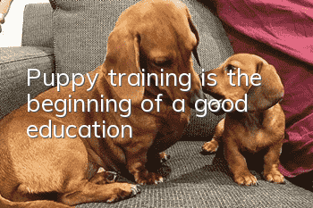 Puppy training is the beginning of a good education