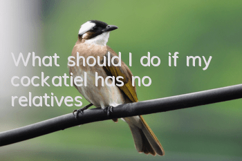 What should I do if my cockatiel has no relatives?