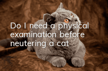 Do I need a physical examination before neutering a cat?