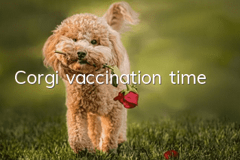 Corgi vaccination time