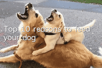 Top 10 reasons to feed your dog