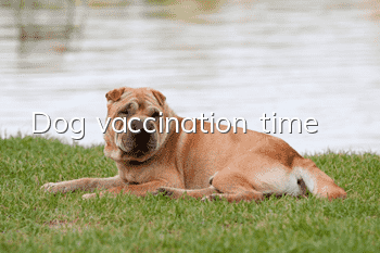 Dog vaccination time