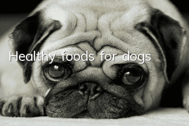 Healthy foods for dogs