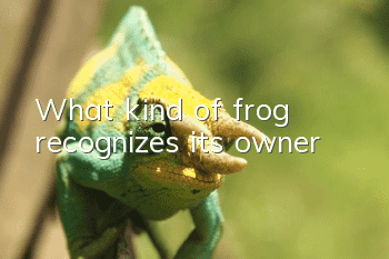 What kind of frog recognizes its owner?