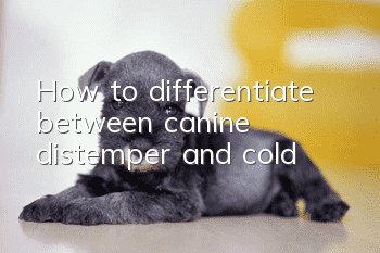 How to differentiate between canine distemper and cold