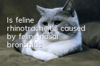 Is feline rhinotracheitis caused by feline nasal bronchitis?