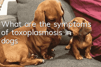 What are the symptoms of toxoplasmosis in dogs?