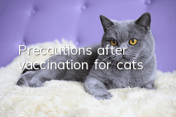 Precautions after vaccination for cats