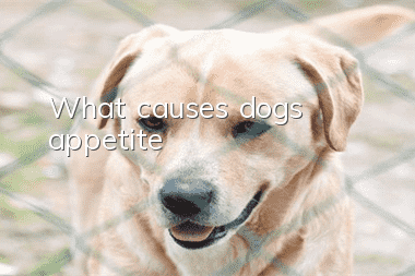 What causes dogs’ appetite