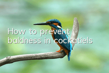 How to prevent baldness in cockatiels