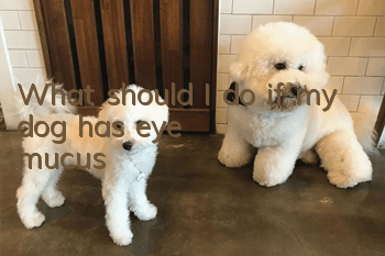 What should I do if my dog has eye mucus?