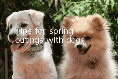Tips for spring outings with dogs