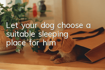 Let your dog choose a suitable sleeping place for him