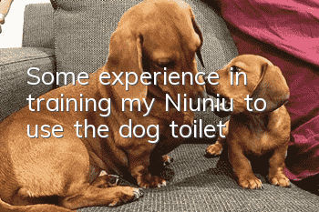 Some experience in training my Niuniu to use the dog toilet