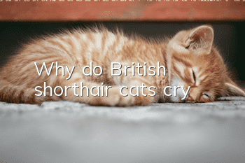 Why do British shorthair cats cry?