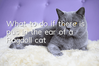 What to do if there is pus in the ear of a Ragdoll cat