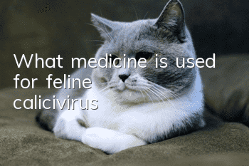 What medicine is used for feline calicivirus?