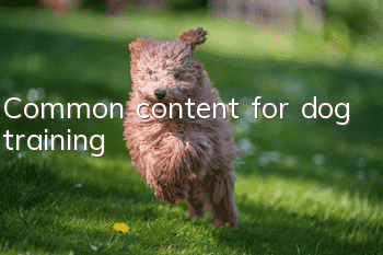 Common content for dog training