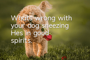What's wrong with your dog sneezing? He's in good spirits.