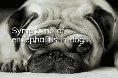 Symptoms of encephalitis in dogs