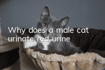 Why does a male cat urinate red urine?