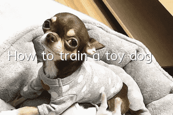 How to train a toy dog