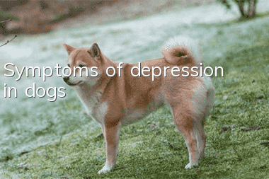Symptoms of depression in dogs