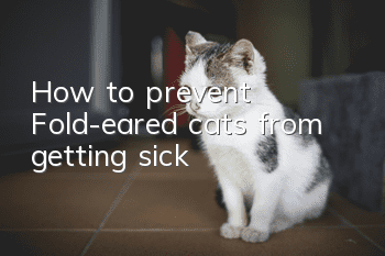 How to prevent Fold-eared cats from getting sick