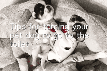 Tips for taming your pet dog to go to the toilet