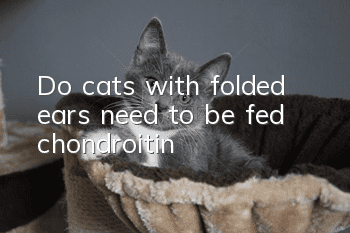 Do cats with folded ears need to be fed chondroitin?