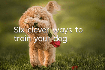 Six clever ways to train your dog