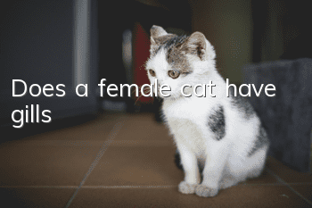 Does a female cat have gills?