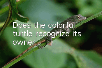 Does the colorful turtle recognize its owner?