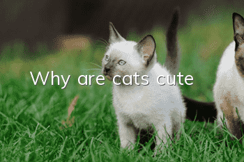 Why are cats cute?