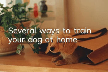 Several ways to train your dog at home