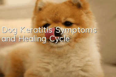 Dog Keratitis Symptoms and Healing Cycle