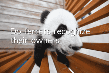 Do ferrets recognize their owners?