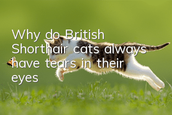 Why do British Shorthair cats always have tears in their eyes?