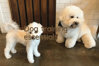 Dog training essentials