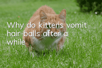Why do kittens vomit hair balls after a while?