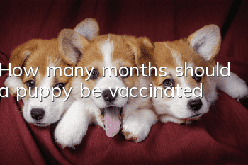 How many months should a puppy be vaccinated?