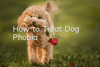 How to Treat Dog Phobia