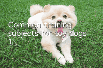 Common training subjects for toy dogs (1)