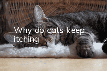 Why do cats keep itching?