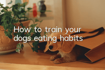 How to train your dog’s eating habits