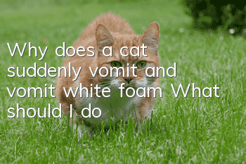 Why does a cat suddenly vomit and vomit white foam? What should I do?