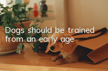 Dogs should be trained from an early age