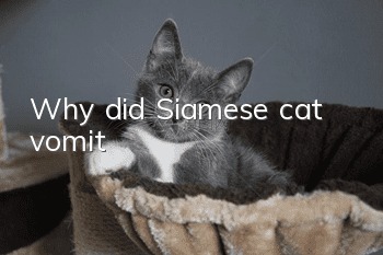 Why did Siamese cat vomit?