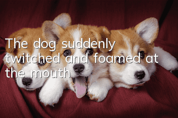 The dog suddenly twitched and foamed at the mouth